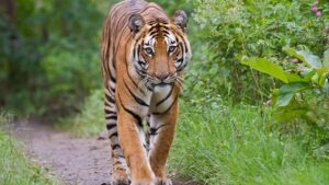 সুন্দরবনে চ্যালেঞ্জের মুখে রয়েল বেঙ্গল টাইগার